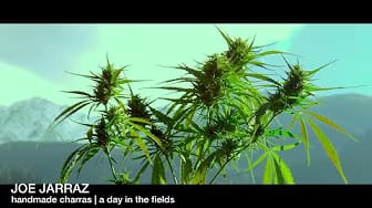 Post 5 by Joe Jarraz Mountain Medicine on YouTube (video)