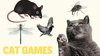 Post 10 by GAME FOR CATS TV - CAT VIDEOS😺 on YouTube (video)
