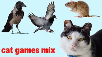 Post 9 by GAME FOR CATS TV - CAT VIDEOS😺 on YouTube (video)