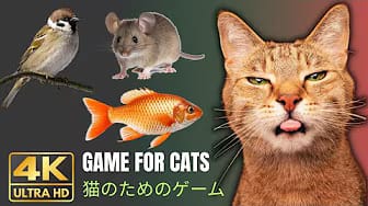 Post 5 by GAME FOR CATS TV - CAT VIDEOS😺 on YouTube (video)