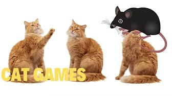 Post 8 by GAME FOR CATS TV - CAT VIDEOS😺 on YouTube (video)