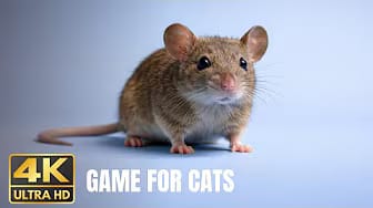 Post 4 by GAME FOR CATS TV - CAT VIDEOS😺 on YouTube (video)