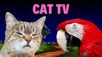 Post 3 by GAME FOR CATS TV - CAT VIDEOS😺 on YouTube (video)