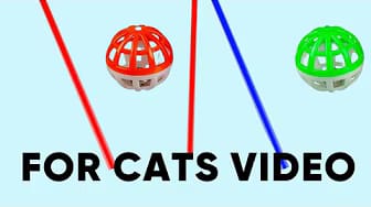 Post 1 by GAME FOR CATS TV - CAT VIDEOS😺 on YouTube (video)