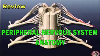 Post 3 by Dr Timothy Conwell on YouTube (video)