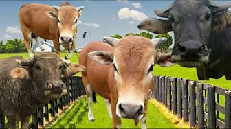 Post 5 by Gun Tv - Nursery Rhymes on YouTube (video)