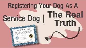 Post 6 by The Service Mutts on YouTube (video)