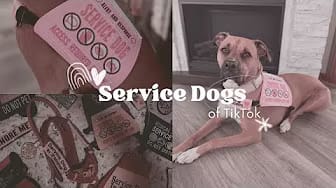 Post 7 by The Service Mutts on YouTube (video)