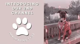 Post 5 by The Service Mutts on YouTube (video)