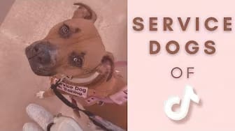 Post 1 by The Service Mutts on YouTube (video)