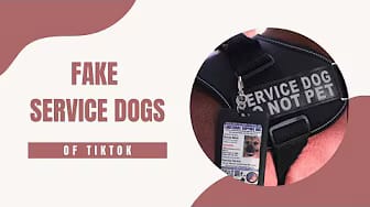 Post 3 by The Service Mutts on YouTube (video)