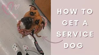 Post 4 by The Service Mutts on YouTube (video)