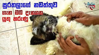 Post 10 by Doctor Pet on YouTube (video)