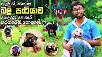 Post 7 by Doctor Pet on YouTube (video)