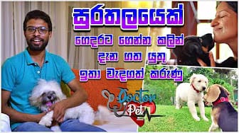 Post 2 by Doctor Pet on YouTube (video)