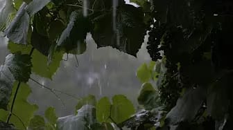 Post 8 by Raining Sleep on YouTube (video)