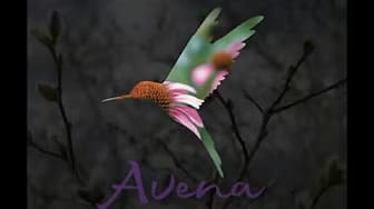 Post 9 by Avena Botanicals on YouTube (video)