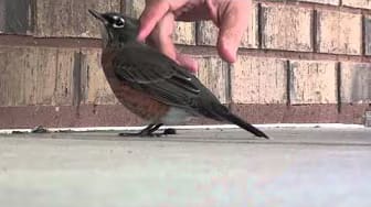 Post 9 by Rick Vanderwal on YouTube (video)
