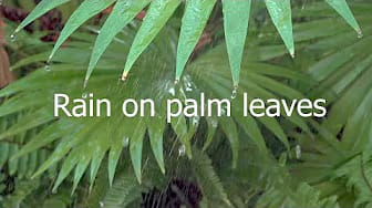 Post 2 by Relaxing & Sleep - Rain Sounds on YouTube (video)