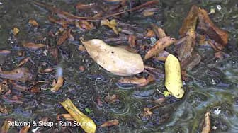 Post 3 by Relaxing & Sleep - Rain Sounds on YouTube (video)