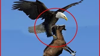 Post 2 by Wild Life Videos on YouTube (video)