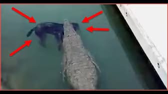 Post 8 by Wild Life Videos on YouTube (video)