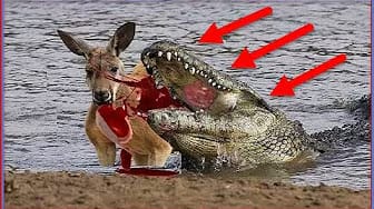 Post 7 by Wild Life Videos on YouTube (video)