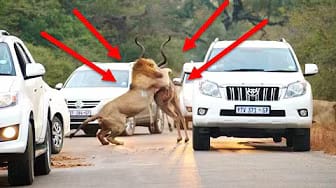 Post 6 by Wild Life Videos on YouTube (video)
