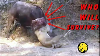 Post 4 by Wild Life Videos on YouTube (video)