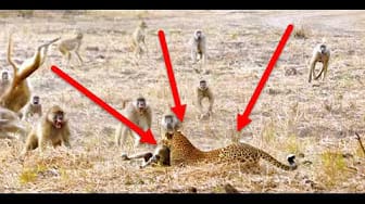 Post 5 by Wild Life Videos on YouTube (video)