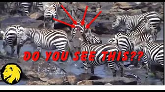 Post 1 by Wild Life Videos on YouTube (video)