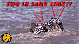 Post 3 by Wild Life Videos on YouTube (video)