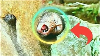 Post 2 by baby monkey cute animal on YouTube (video)