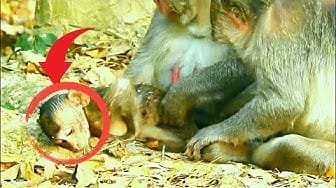 Post 1 by baby monkey cute animal on YouTube (video)