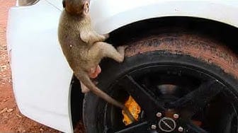 Post 8 by baby monkey cute animal on YouTube (video)