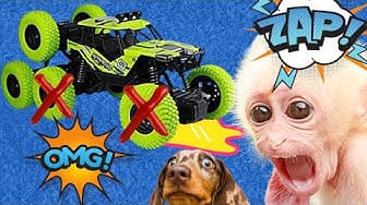 Post 5 by baby monkey cute animal on YouTube (video)