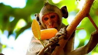 Post 7 by baby monkey cute animal on YouTube (video)