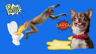 Post 3 by baby monkey cute animal on YouTube (video)