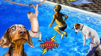 Post 6 by baby monkey cute animal on YouTube (video)