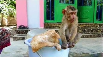 Post 4 by baby monkey cute animal on YouTube (video)