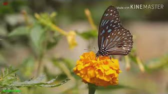 Post 7 by Sohel Tanvir Kabbo on YouTube (video)