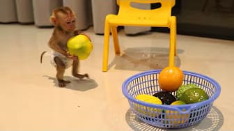 Post 4 by Harry Monkey and Friends on YouTube (video)