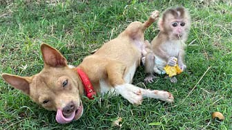 Post 3 by Harry Monkey and Friends on YouTube (video)