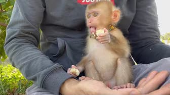 Post 2 by Harry Monkey and Friends on YouTube (video)