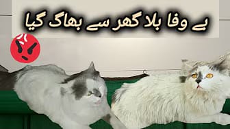 Post 10 by Sukoon-e-Qalb on YouTube (video)