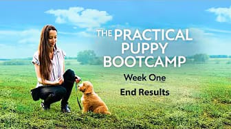 Post 9 by The Practical Puppy on YouTube (video)