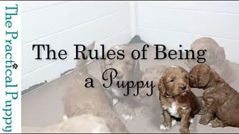 Post 7 by The Practical Puppy on YouTube (video)