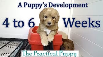 Post 8 by The Practical Puppy on YouTube (video)