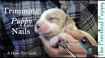 Post 1 by The Practical Puppy on YouTube (video)