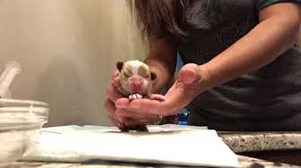 Post 4 by The Practical Puppy on YouTube (video)